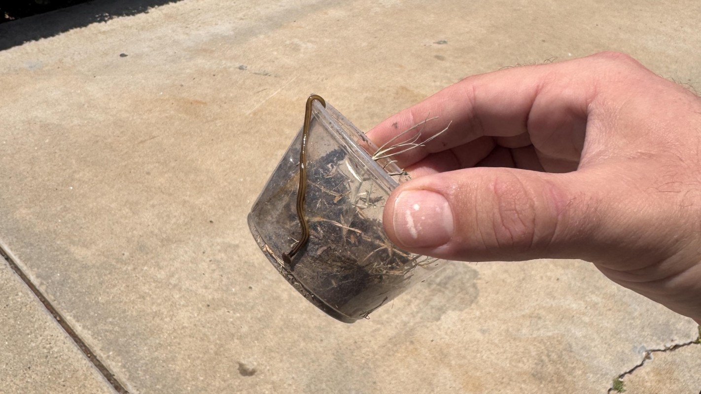 A hand holding a container with a hammerhead flatworm.