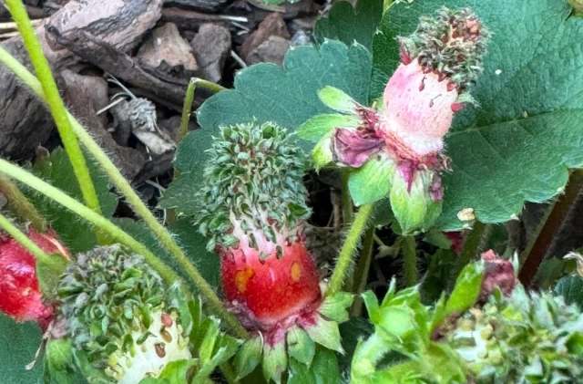 Strawberries growing among green leaves and mulch.
