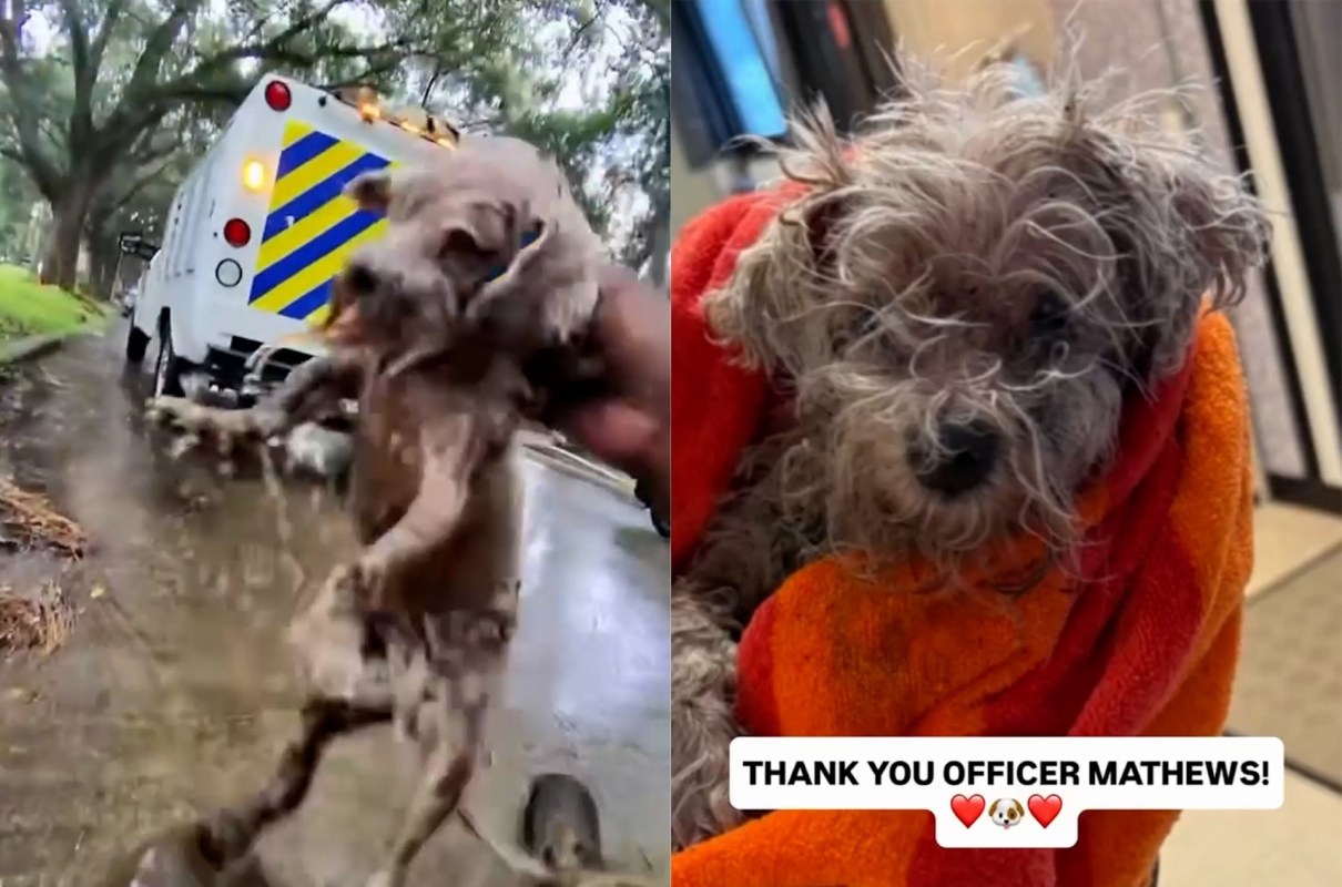 A small, wet dog is held up with an ambulance in the background, then shown in a red blanket.