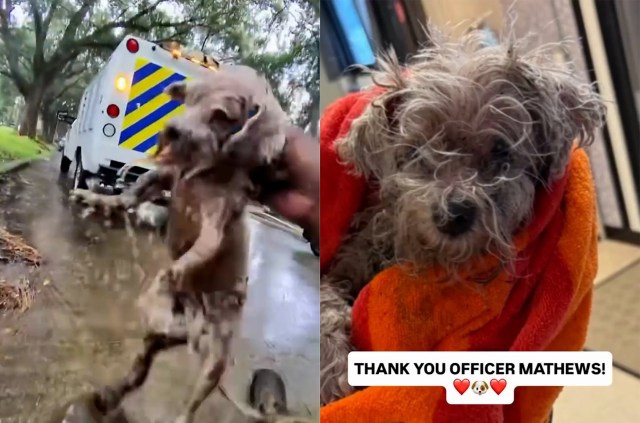 A small, wet dog is held up with an ambulance in the background, then shown in a red blanket.