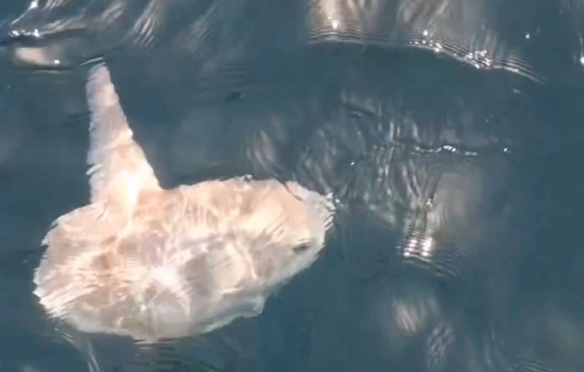 A white sunfish swimming in water.