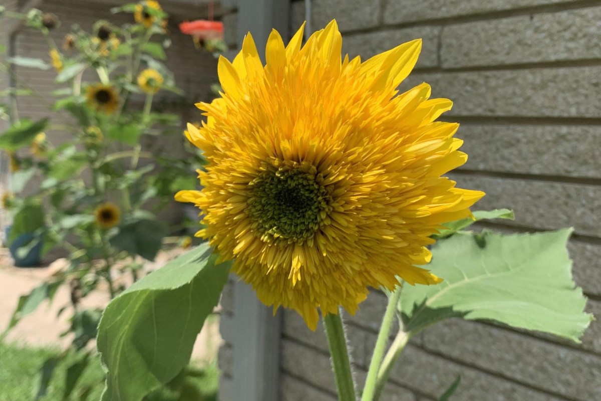 A sunflower.