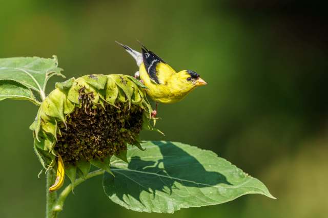 An American goldfinch on a sunflower.