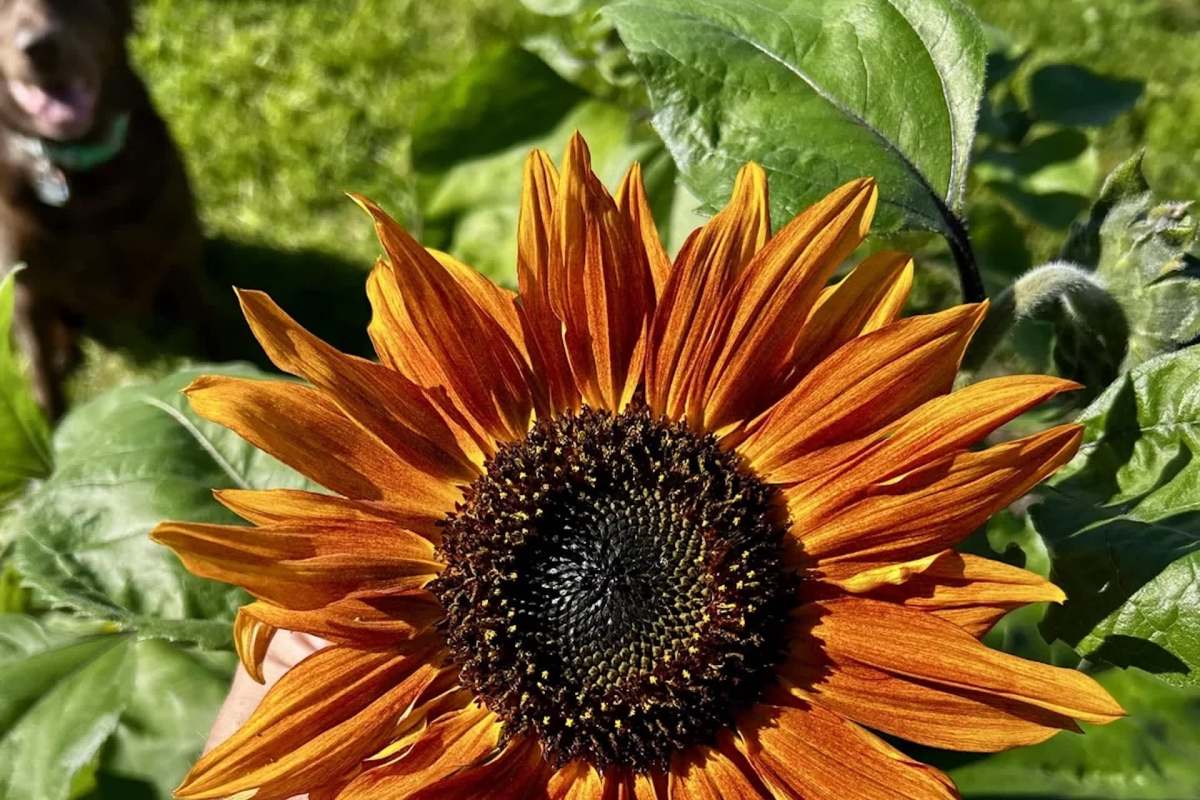 A vibrant sunflower with orange petals and a dark center, surrounded by green leaves.