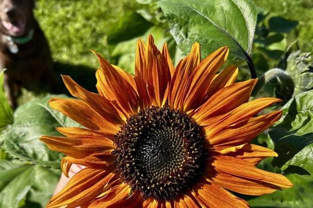 A vibrant sunflower with orange petals and a dark center, surrounded by green leaves.