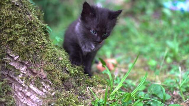 A black kitten explores a moss-covered tree trunk in a grassy area.