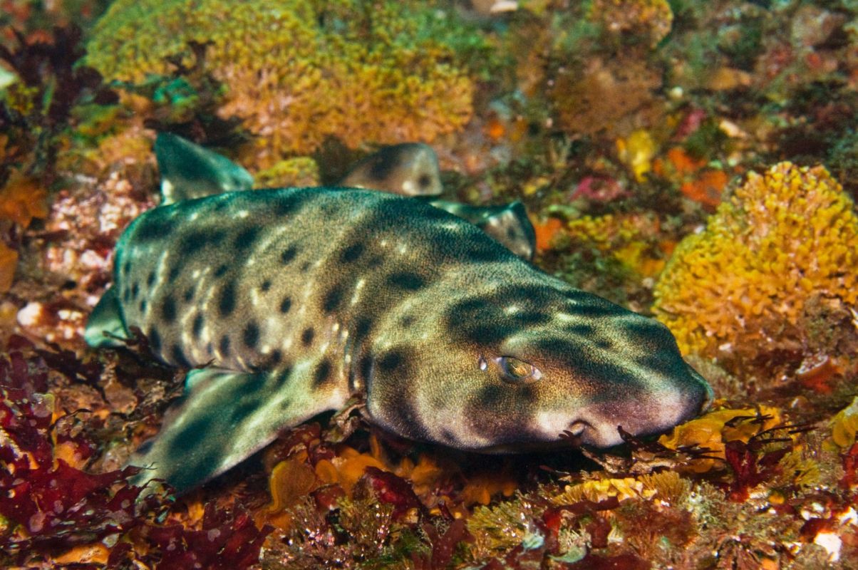 A swell shark.