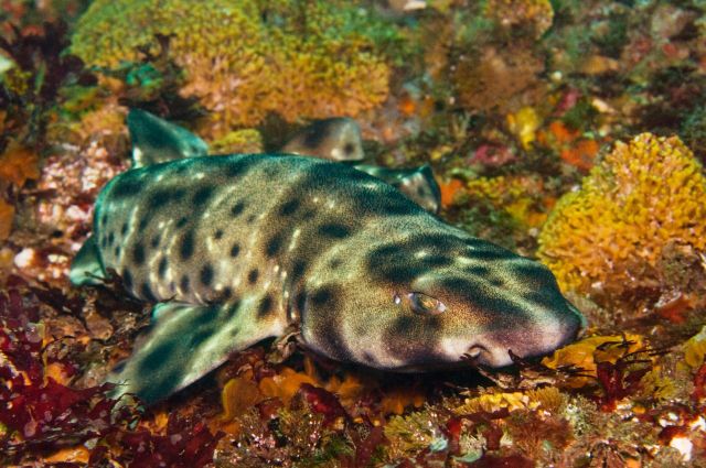 A swell shark.
