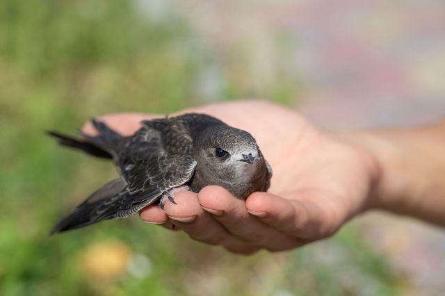 A person holding a baby swift in their hand.