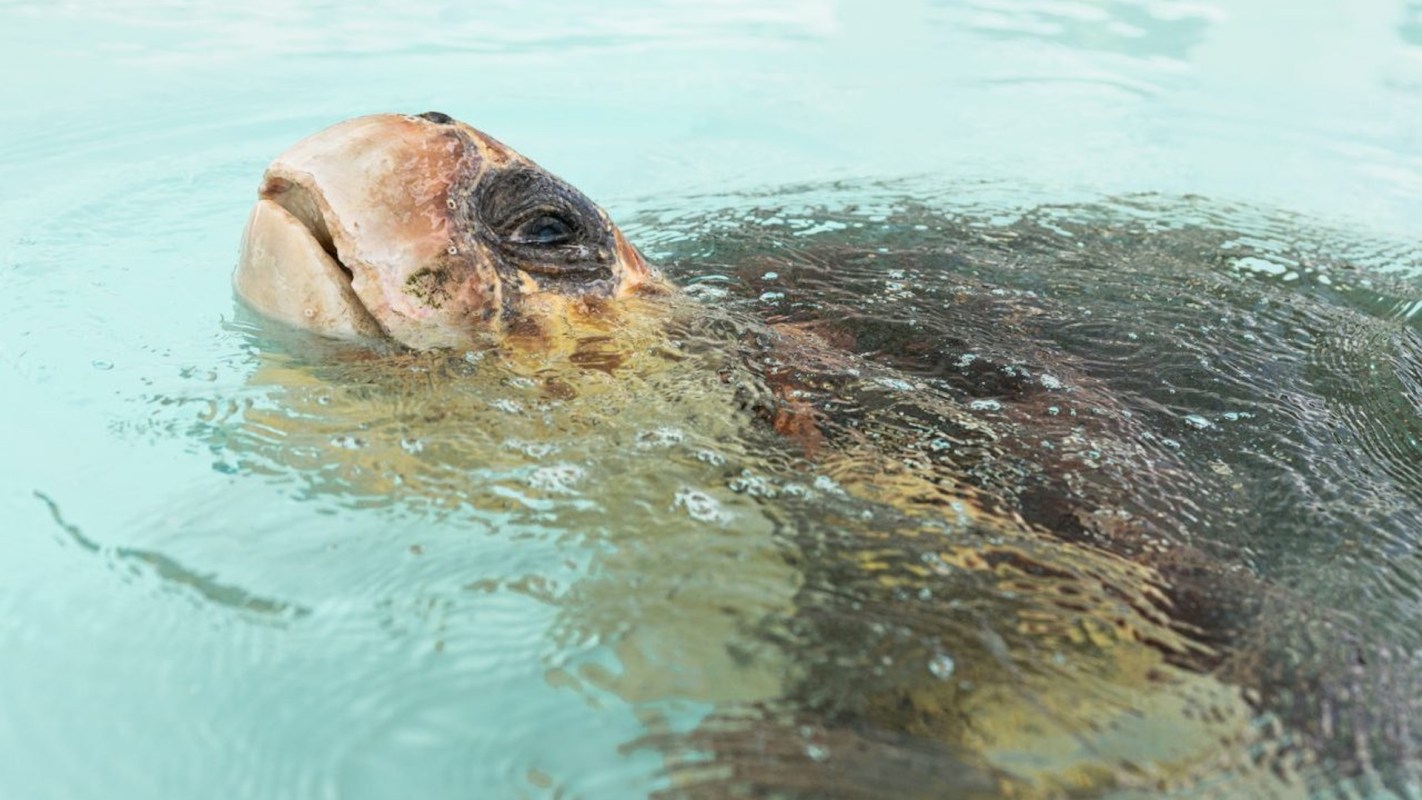 A turtle floats in clear water, with bubbles surrounding its head.