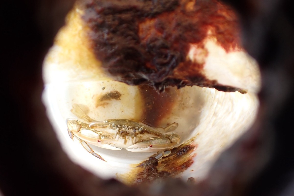 A small crab trapped in a bottle.