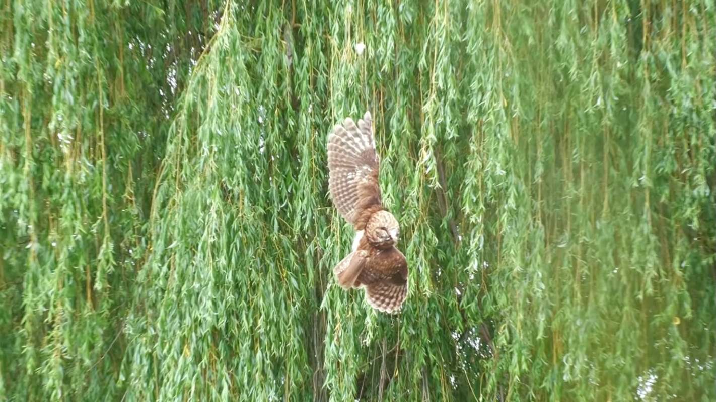 A brown tawny owl hangs upside with a wing caught on a fishing line among a lush green tree.
