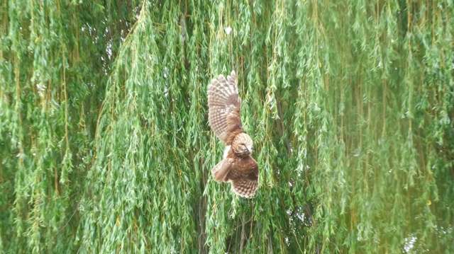 A brown tawny owl hangs upside with a wing caught on a fishing line among a lush green tree.