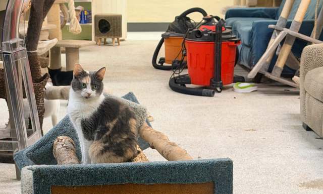 A calico cat sits on a scratcher in a cluttered room with furniture, a vacuum, and cat trees in the background.