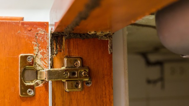 A kitchen cabinet with termite damage.