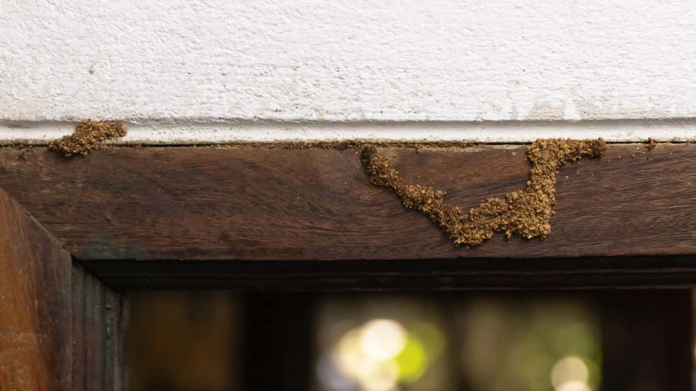 A wooden door frame with a termite infestation.