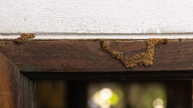 A wooden door frame with a termite infestation.