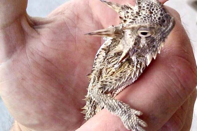A person holds a spiky lizard in their palm.