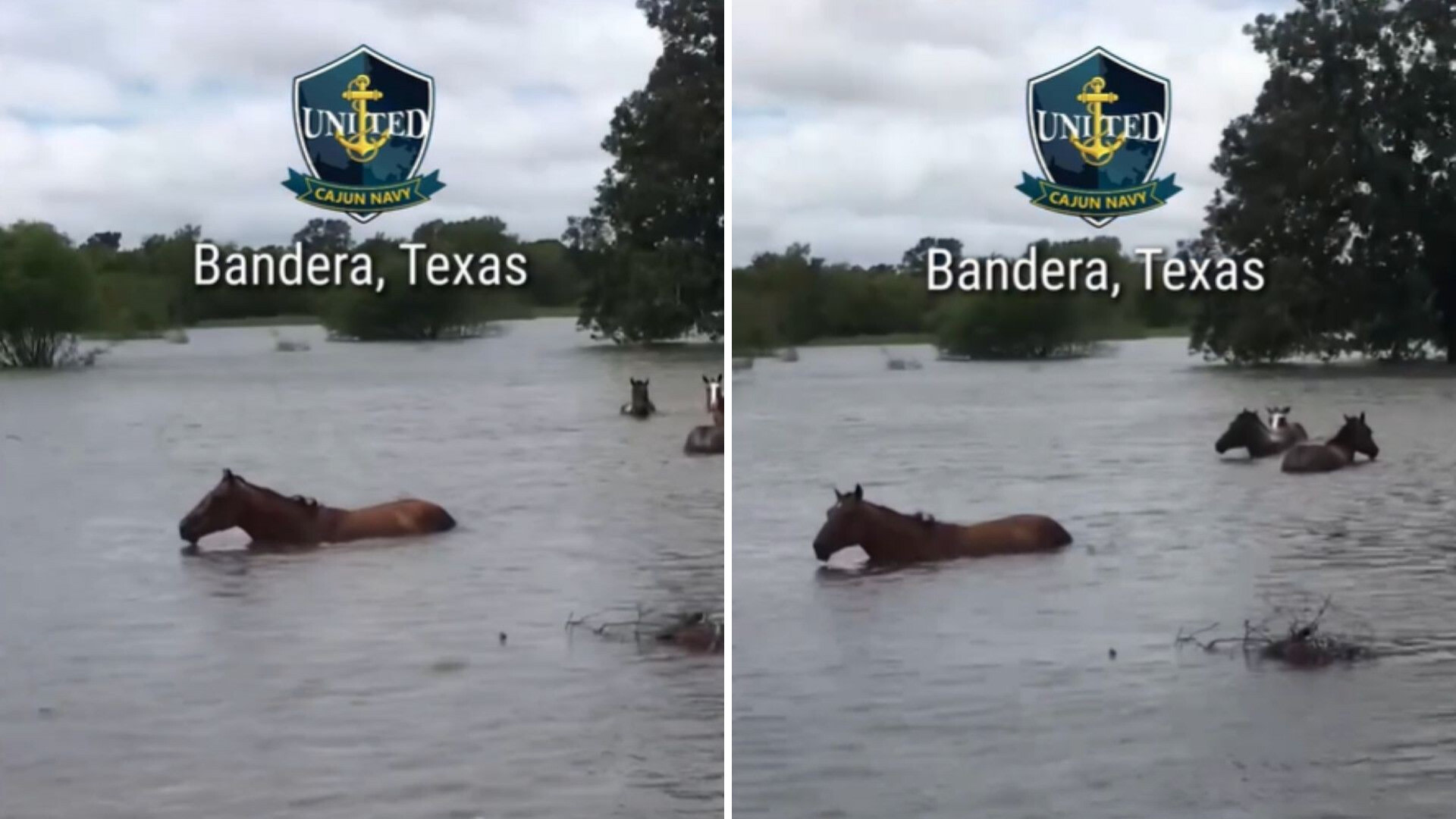 Texas volunteers rescue herd of horses from floodwaters, then relocate them to nearby ranches