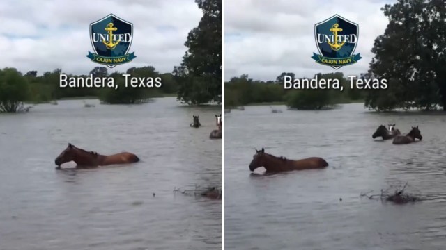 Horses wade through floodwater in Texas.