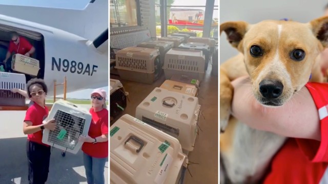 Volunteers unload pet carriers from a helicopter, preparing rescued animals for adoption in a shelter.