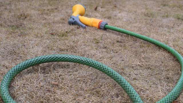 A green garden hose coiled on dry, brown grass with a yellow spray nozzle.