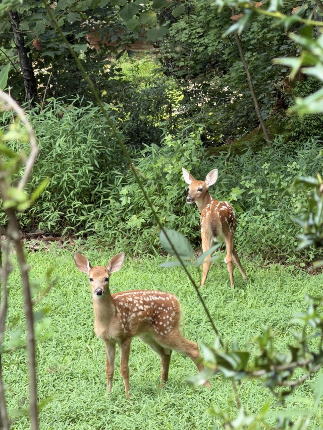 Two deer in a backyard.