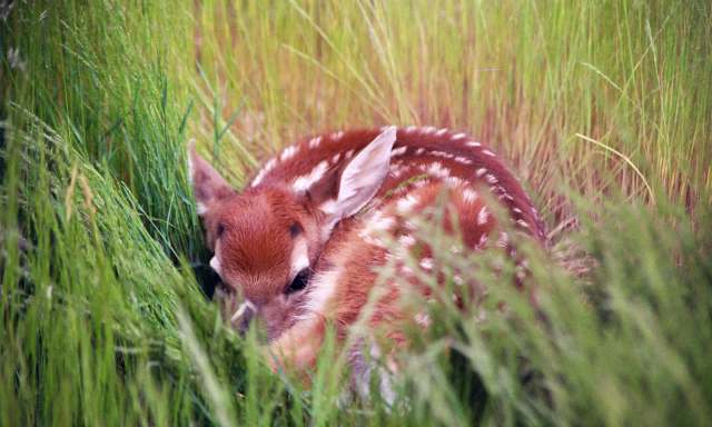 A young fawn curled up and resting among tall, green grass.
