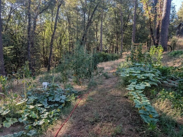 A hillside garden with various plants, including rows of green beans, corn, and other vegetables, surrounded by trees.