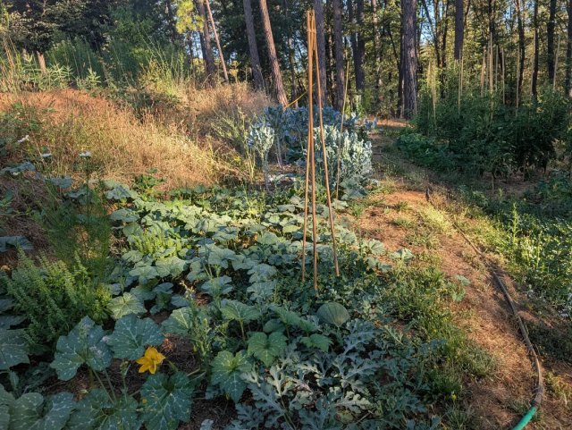 A hillside garden with various plants, including rows of green beans, corn, and other vegetables, surrounded by trees.