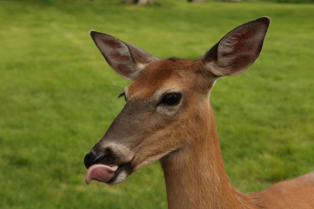 A close-up of a deer with its tongue out, set against a blurred green grass background.