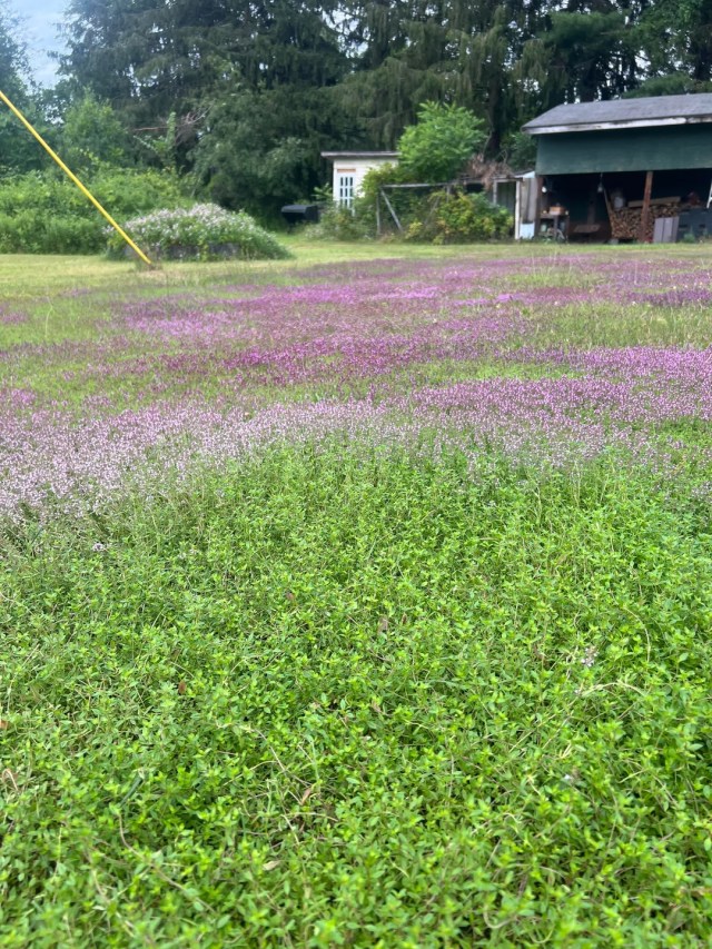 A lawn of purple thyme.