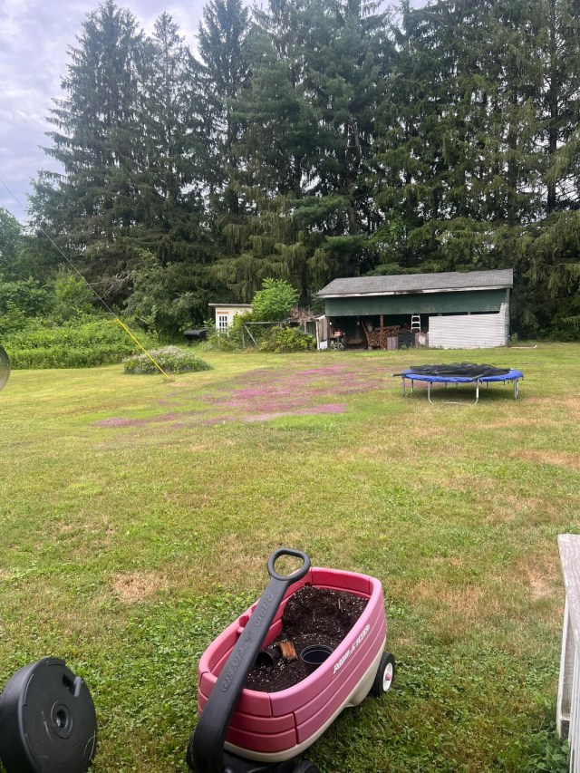 A wider shot showing a large patch of thyme in a traditional grass lawn.