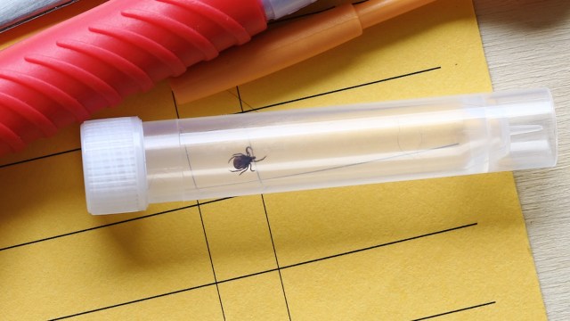 A tick in a test tube.