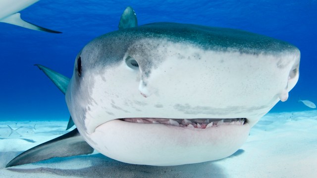 A tiger shark.