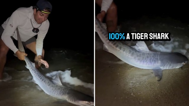 A person holds a tiger shark while standing in shallow water at night.