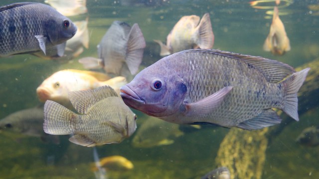 A group of various fish swimming in clear water, with one fish prominently featured in the foreground.