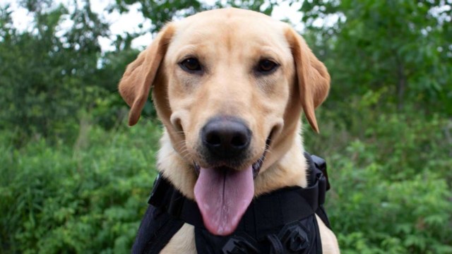 A friendly Labrador retriever wearing a black harness stands in front of lush green foliage.