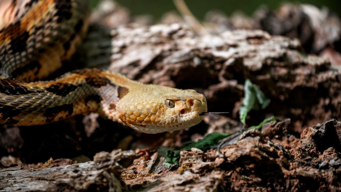 A yellow snake resting on dirt and leaves.