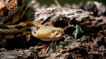 A yellow snake resting on dirt and leaves.