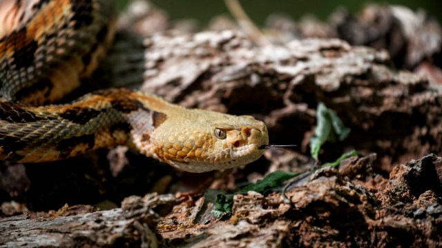 A yellow snake resting on dirt and leaves.