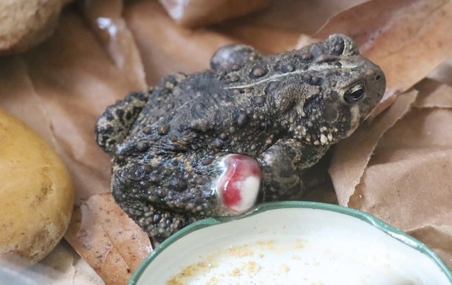 A close-up of a textured brown toad with a red-and-white wound on its knee, resting on dry leaves near a small dish.