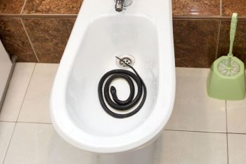 A snake in a toilet.