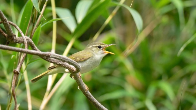 A warbler with a yellow-green body singing while perched on a branch.