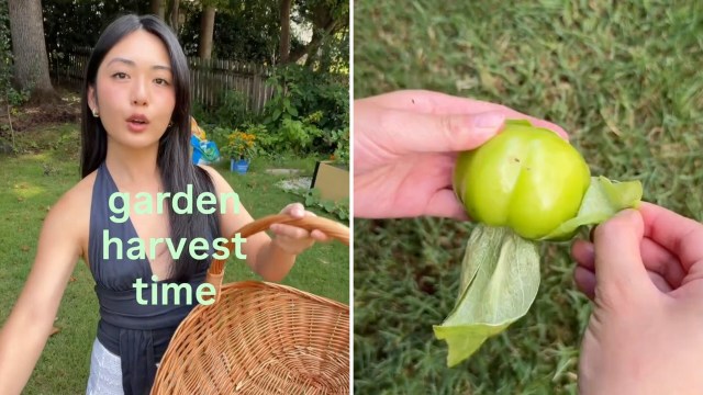 A person in a garden holds a basket while showcasing a green fruit with leaves in their hand.