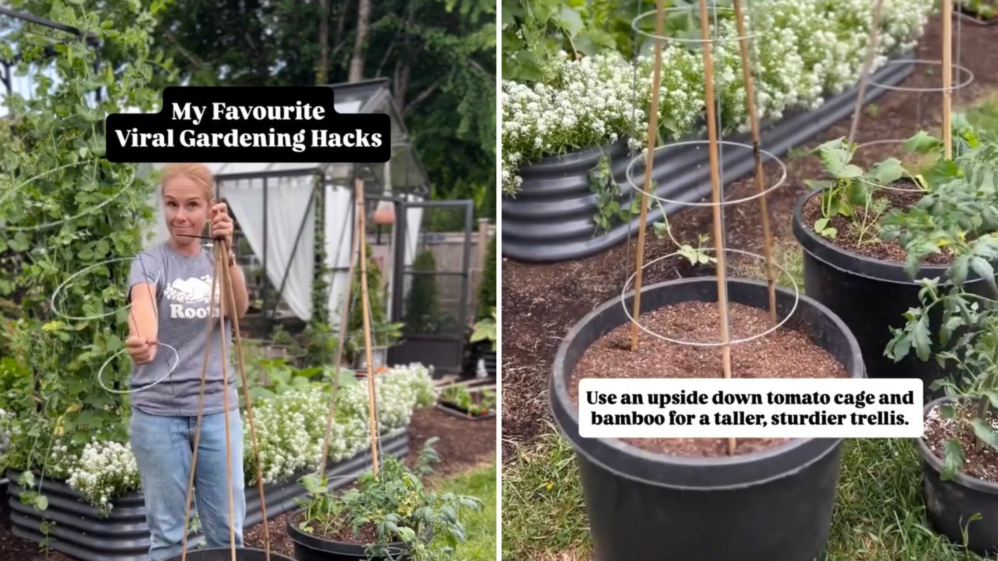 A woman demonstrates gardening hacks with a tomato cage and bamboo in a lush garden setting.