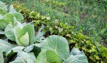 A lush garden featuring large cabbage leaves, beets, and green onions in neat rows.