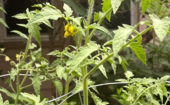 A young tomato plant featuring green leaves and a yellow flower among its branches.