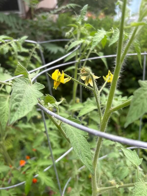 A young tomato plant featuring green leaves and a yellow flower among its branches.