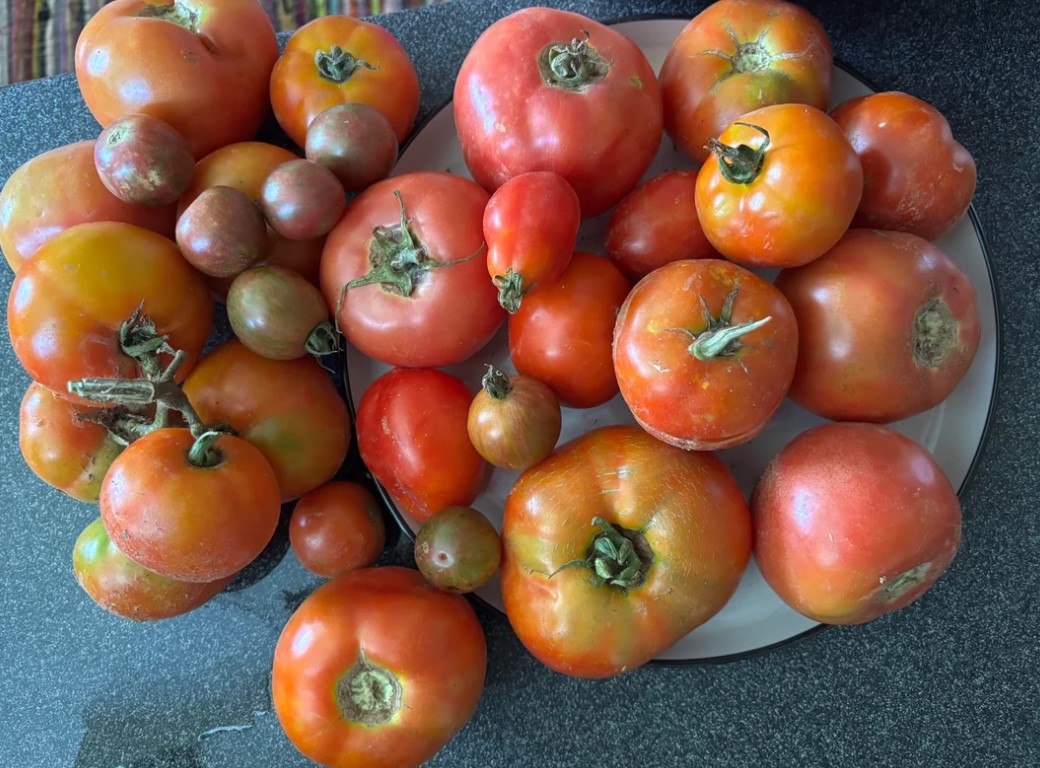 A pile of tomatoes.